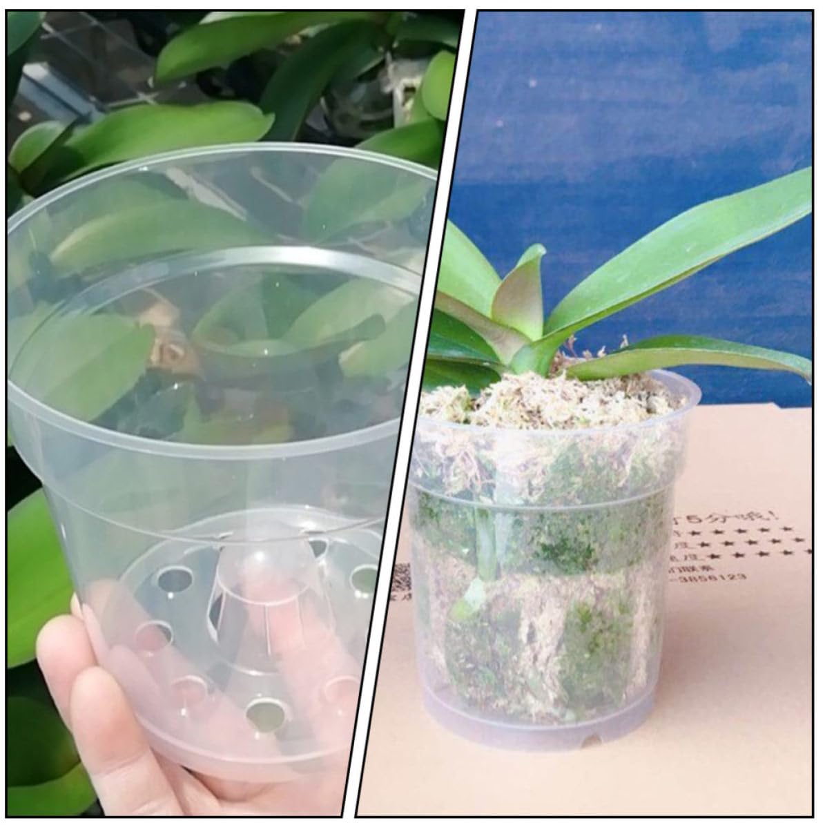 20 Piezas Maceta para Orquídeas Transparente de PP