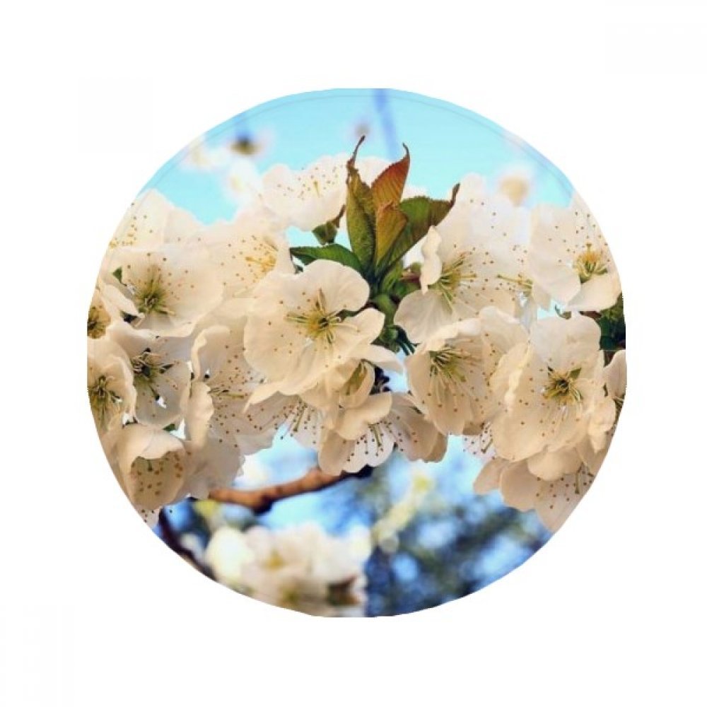 Tapis de sol pet cadeau fleurs blanches belle rose pour salon 50cm