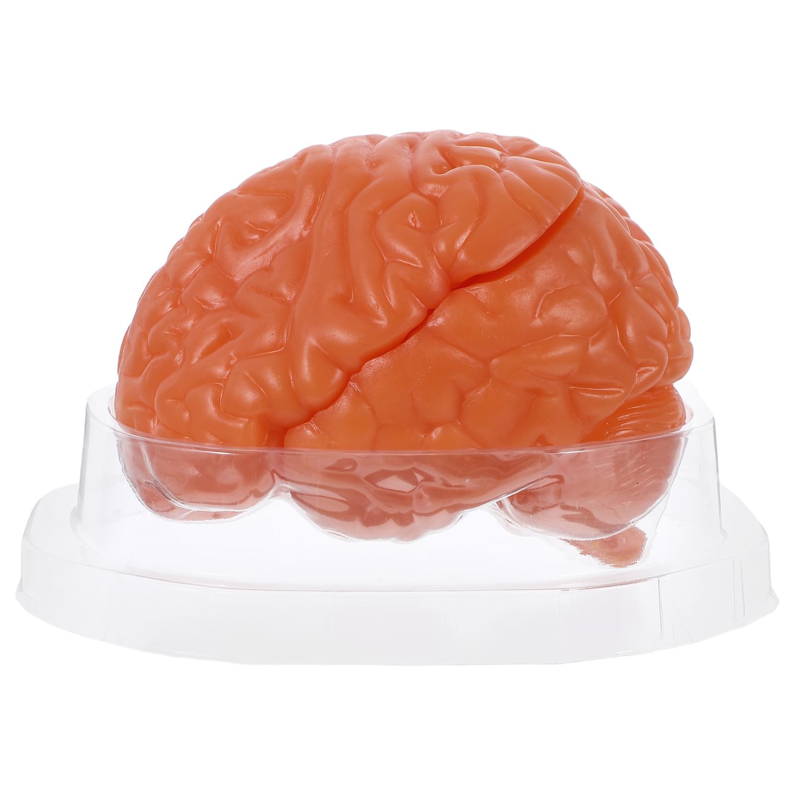 Modelo Anatómico de Cerebro Humano PVC Desmontable, de 3 Partes