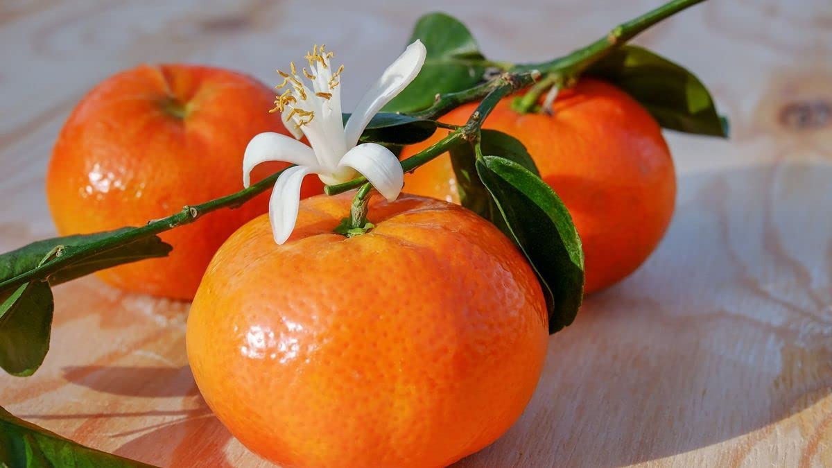 Verdecora Mandarino Árbol cítrico en maceta de 5L | Citrus Reticulata | Para plantar en huerto o jardín | Frutas abundantes | Planta natural de exterior (Mandarino)