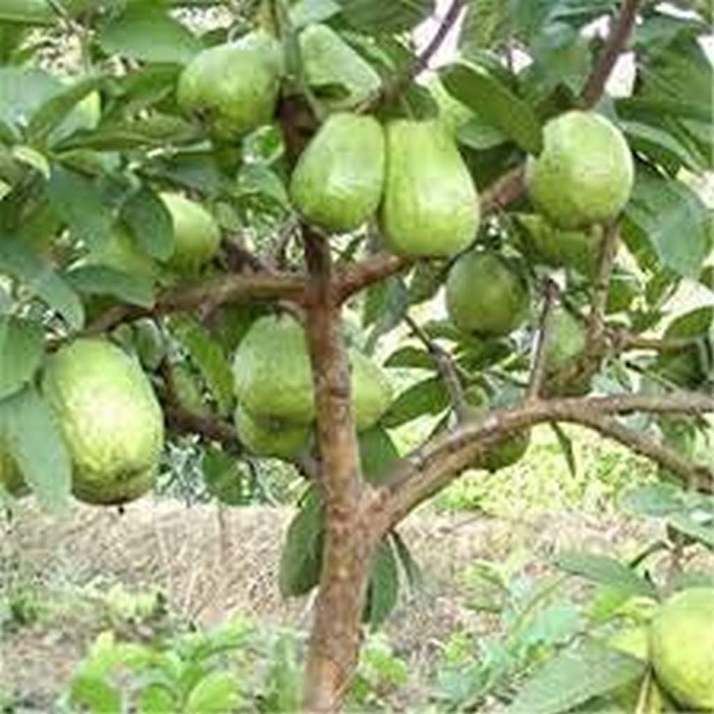 Creative Farmer Nursery White Indonesian Seedless Guava Live Plant Sweet For All (|PLANT-12-GUAVA3140ll@) (B08P5QJ64F) Amazon Price History, Amazon Price Tracker