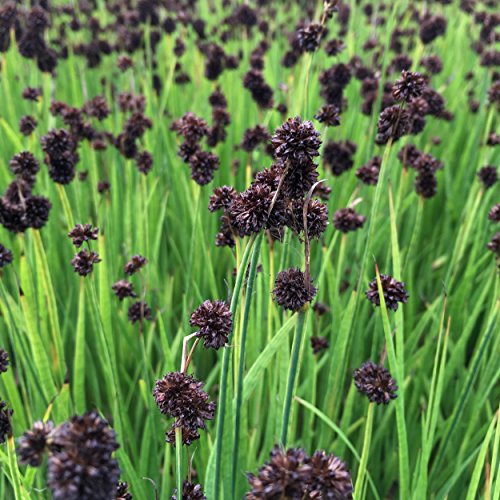 Blumixx Stauden Juncus ensifolius – Zwergbinse, braun blühend...