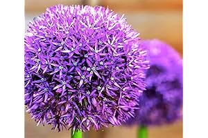 Purple Sensation - Allium Aflatunense - 5 Large Bulbs
