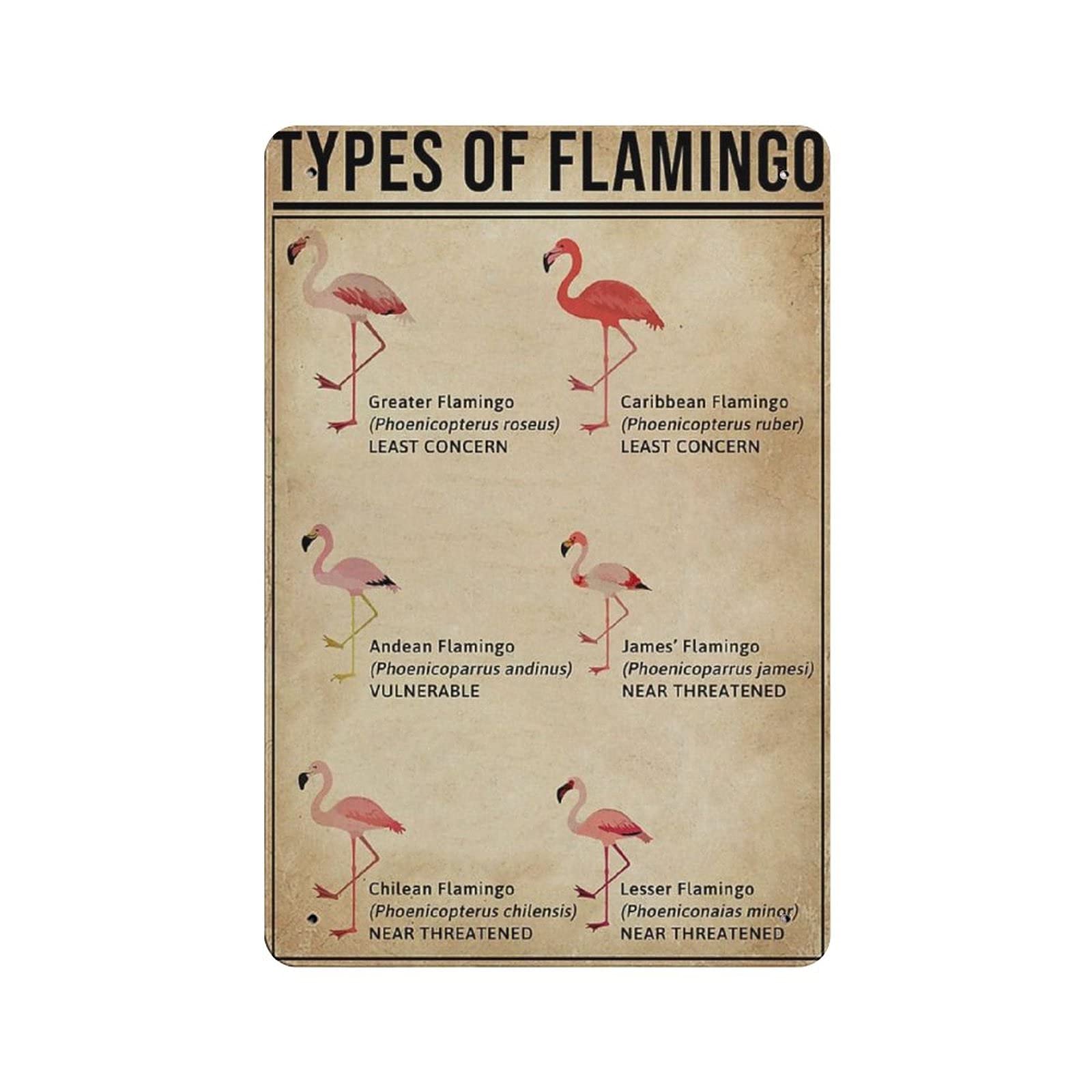 Types of Flamingo Knowledge Tin Sign Metal Plaque Art Hanging Iron Painting Retro Home Kitchen Garden Garage Wall Decor 12"x8"