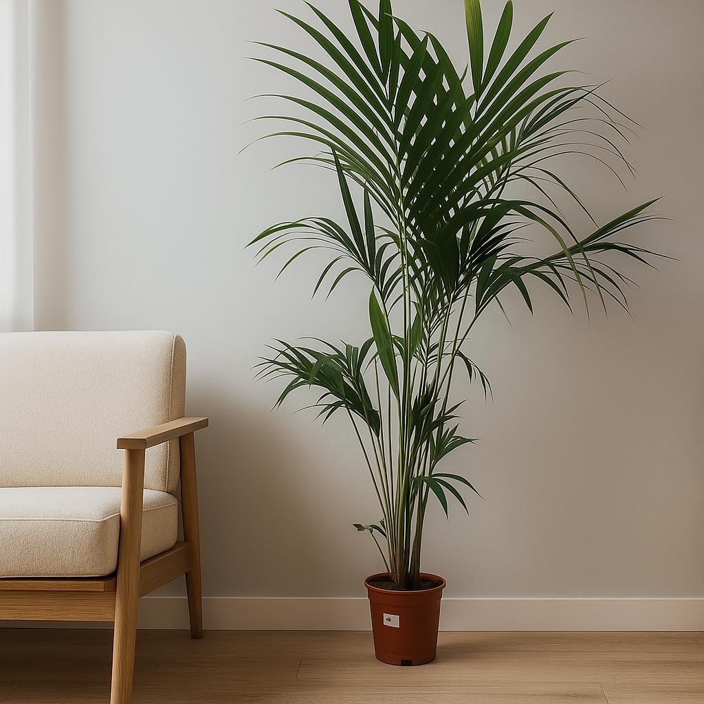 Garden Center Shop | Palmera Natural | Kentia Forsteriana 160-170 cm | Planta de Interior Elegante | Bajo Mantenimiento y sostenible | Maceta 21cm