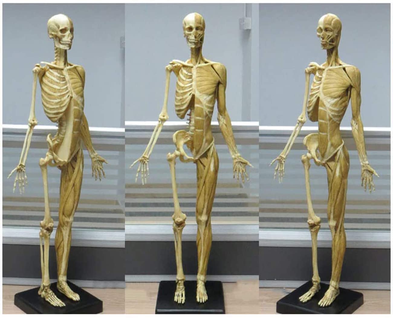 Modèle d'anatomie féminine 23 Pouces (60 cm) Modèle Anatomique des Muscles et du Squelette du Corps Humain pour Le Dessin Outil d'art de référence médicale Jaune