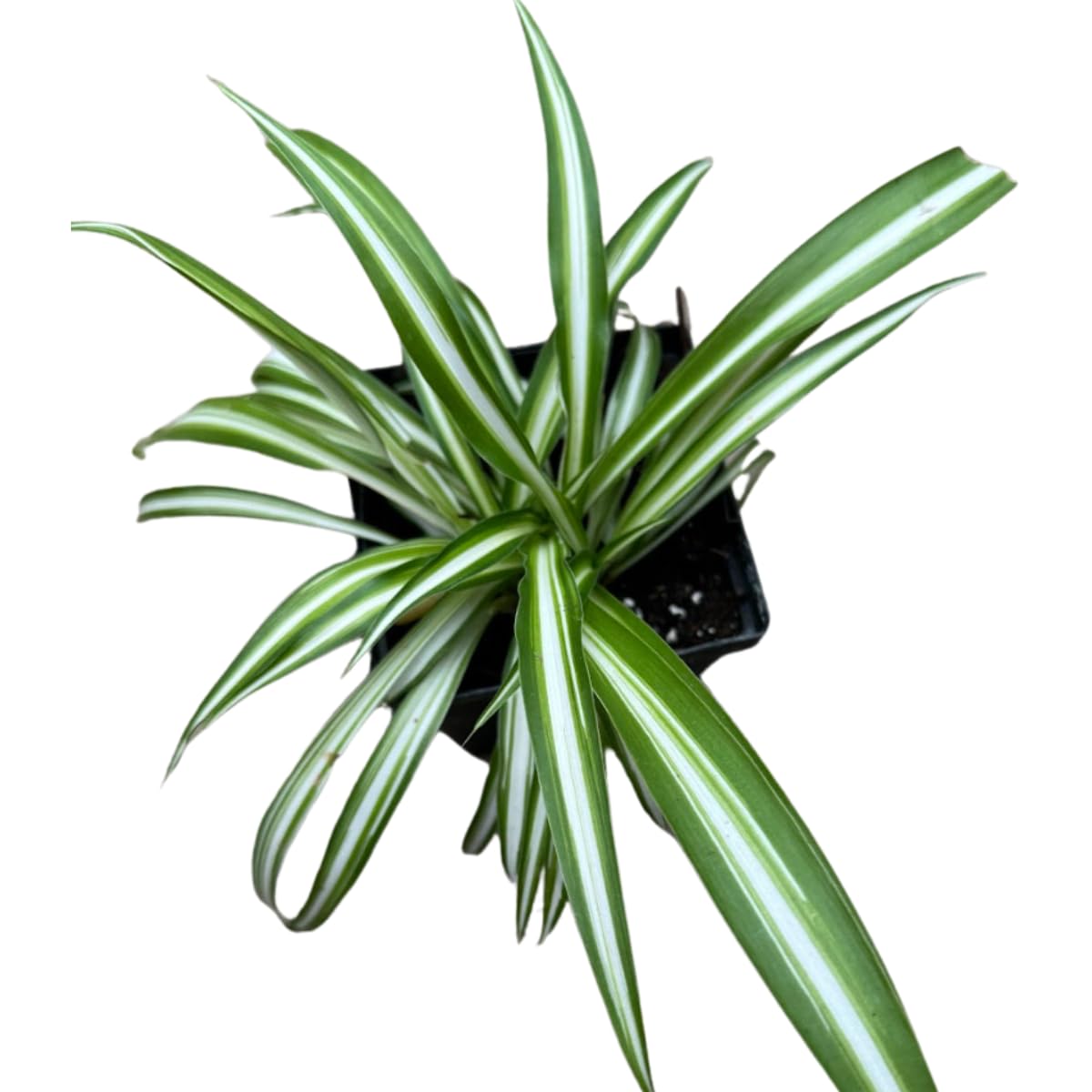 Amazon.com : Organic Spider Plant, (Chlorophytum comosum Reverse  variegatum) 2.5-inch Pot - aka - Spider Ivy - Hen and Chickens - Ribbon  Plant - House Plant : Patio, Lawn & Garden