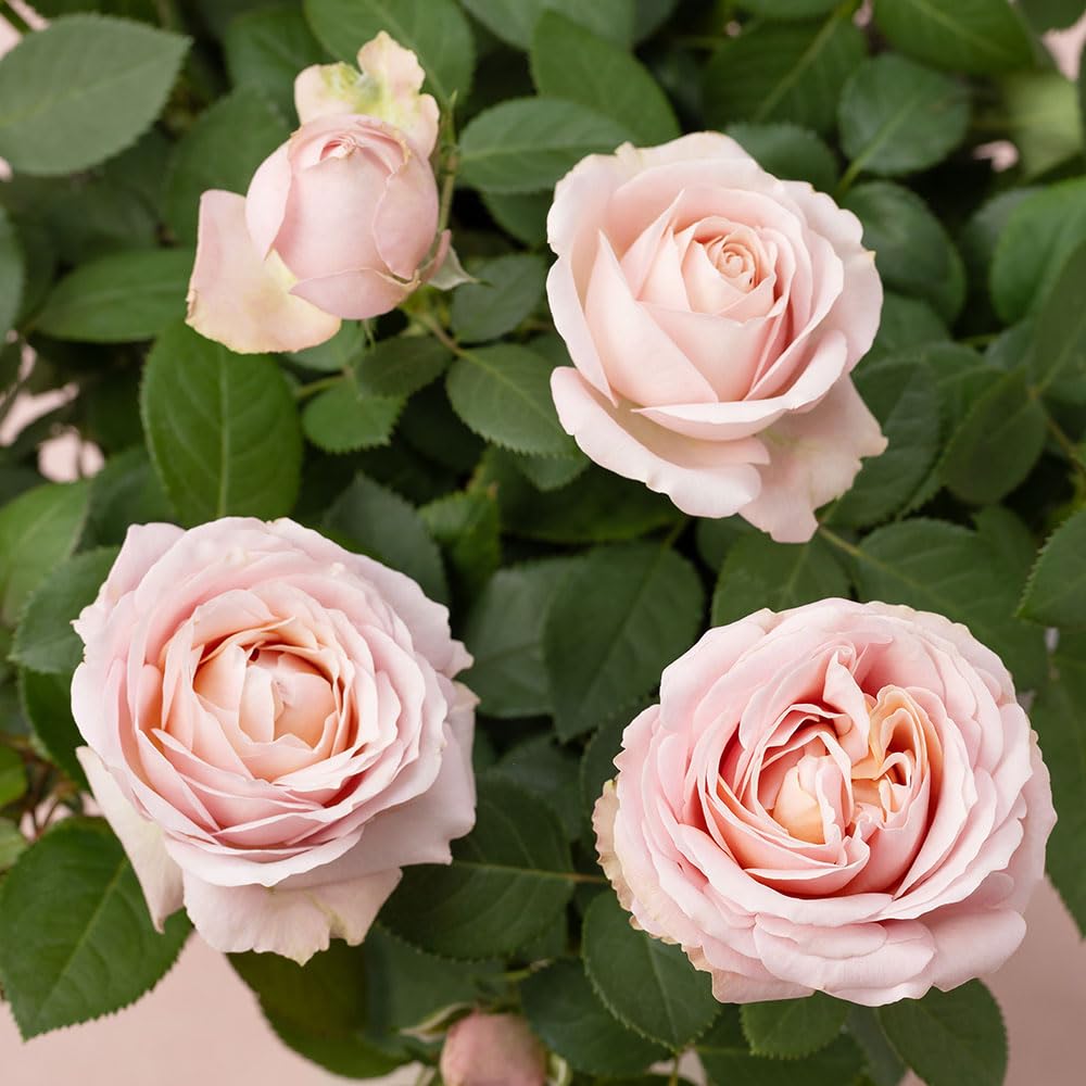 Amazon｜母の日 ギフト プレゼント バラ 鉢植え [イイハナ・ドットコム