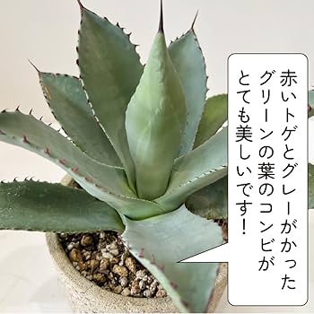 Amazon|アガベ パリー トランカータ 5号鉢 多肉植物 観葉植物 トゲ Amazon|アガベ パリー トランカータ 5号鉢 多肉植物 観葉植物 トゲ