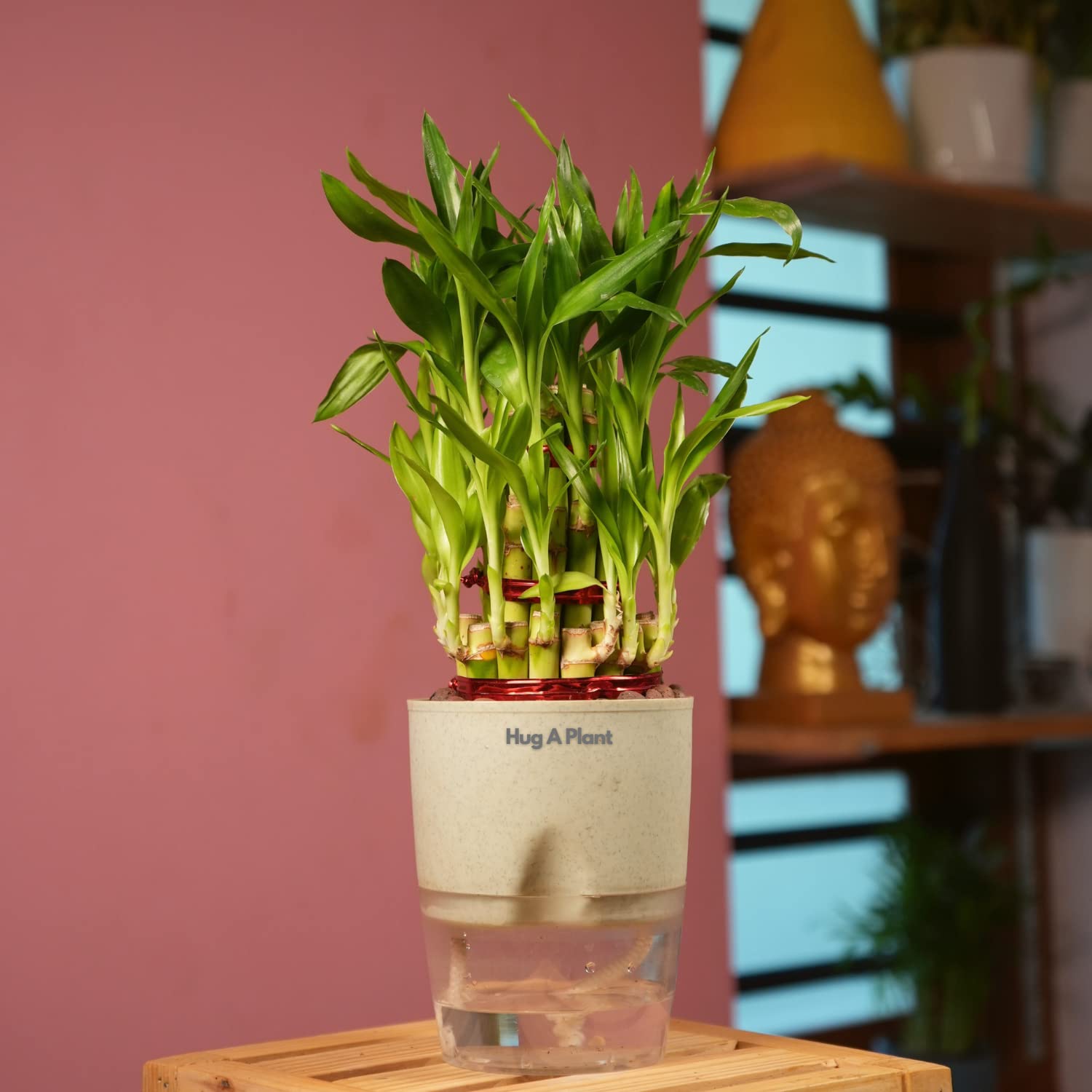 Hug A Plant | 3 Layer Lucky Bamboo- Live Plant (With 4Inch|10cm Self-Watering Pot & Plant) (Cream Stone) (B0C6DQ1JRP) Amazon Price History, Amazon Price Tracker