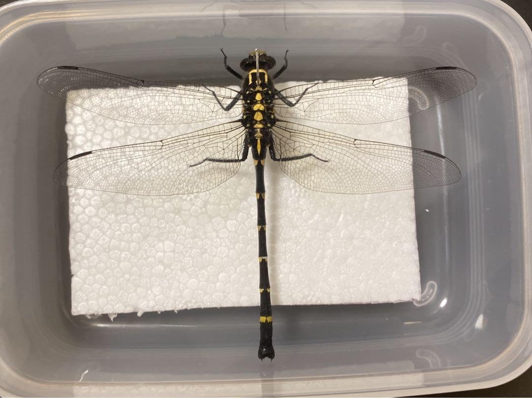 オニヤンマ科 標本 Ar オニヤンマ（標本風） | GANREF