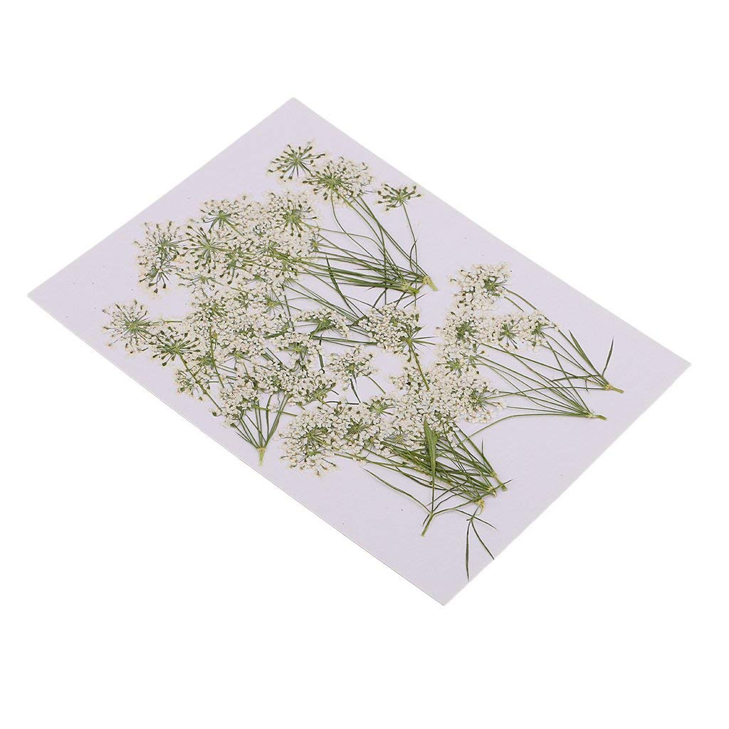 Inzopo 10 Pieces Natural Real Lace Flower Pressed Dried Flowers for DIY Ornament Craft Jewelry Making Pendants Charms