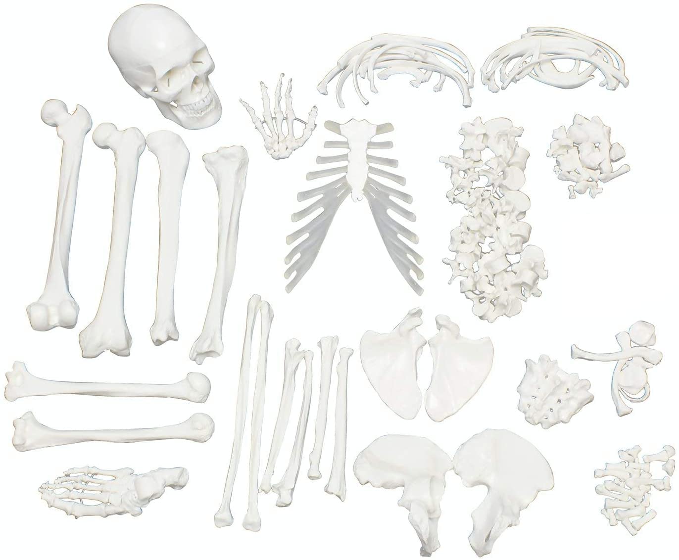 Amazon.co.jp: P9IDEDFH 無関節人骨格170cm 分離人体骨モデル