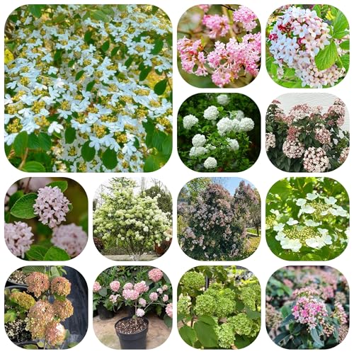 semillas de bola de nieve balcón perennes resistentes arbustos bolas nieve invierno cubierta perenne resistente 300pcs