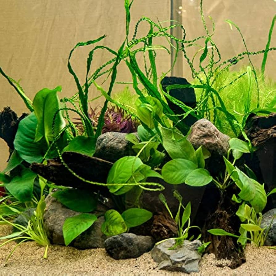Top 10 Easy Aquarium Plants That Every Beginner Should Try 56 OFF top-10-easy-aquarium-plants-that-every-beginner-should-try-56-off