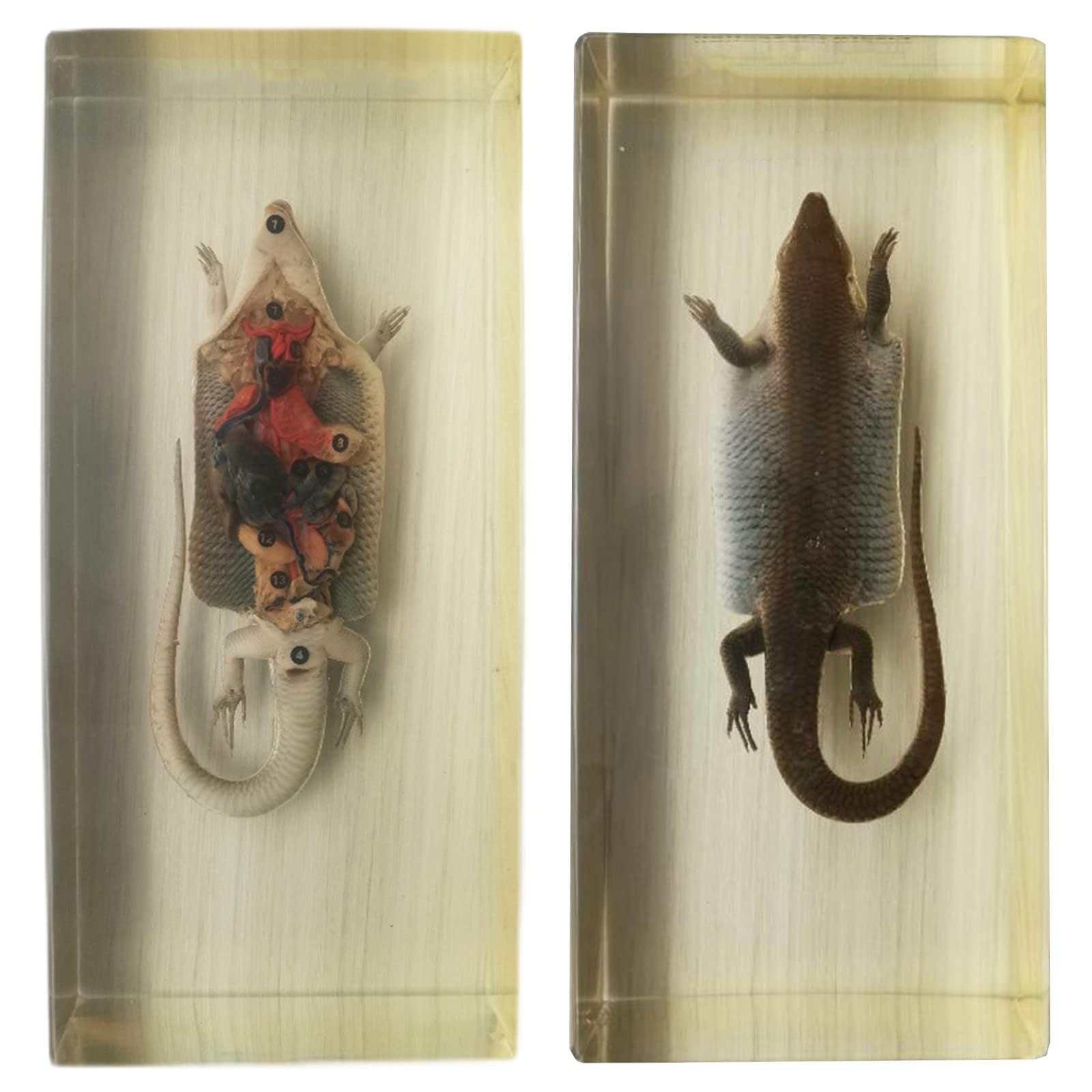 画材 Lizardrite Genuine 画材 Lizardrite Genuine 画材 Lizardrite