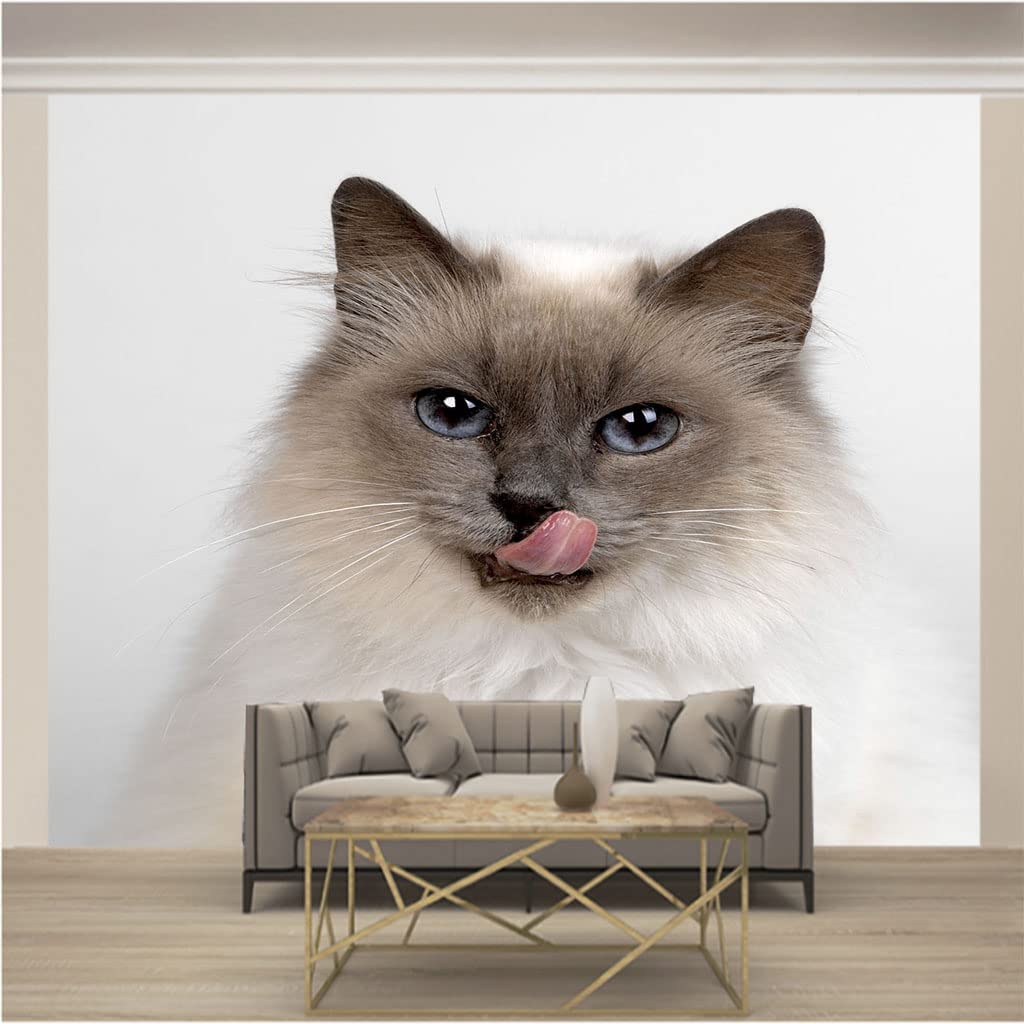 Trompe l'oeil panoramique chat effet 3D relief pour tapisserie mural