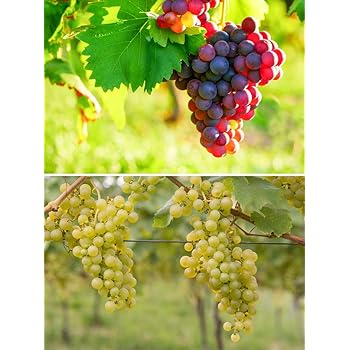 Weintrauben Pflanzen kernlos Vanessa Weinrebe winterhart Weintraube