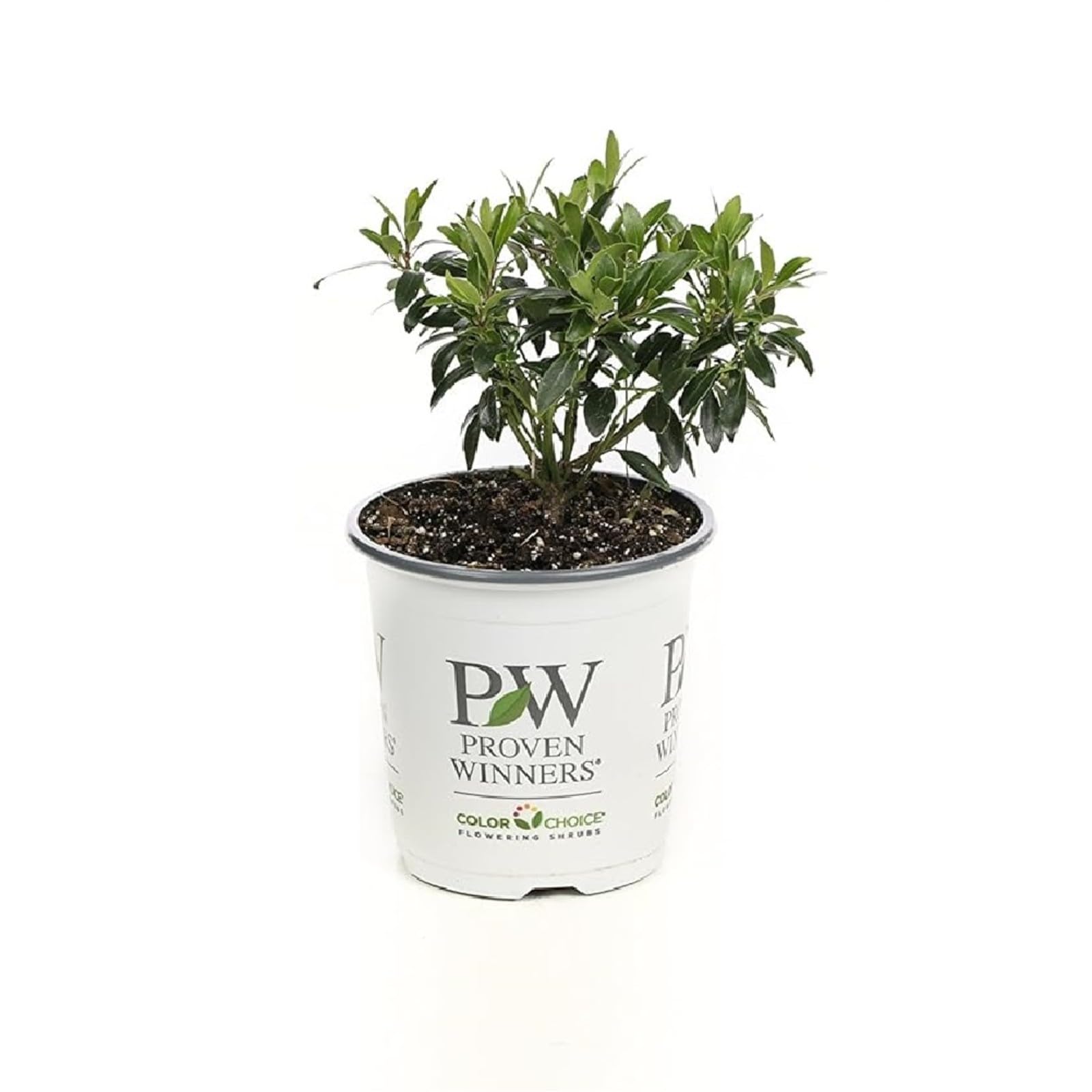Proven Winners Gem Box Inkberry Holly