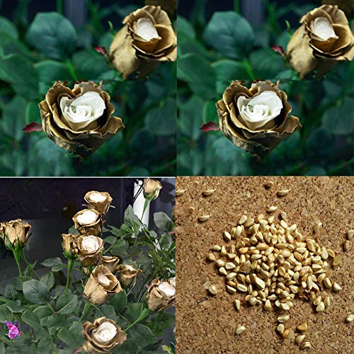 Whiie891203 Flower Seeds,1000Pcs Sweet Basil Genovese Ocimum Basilicum Herb Seeds Edible Garden Plant