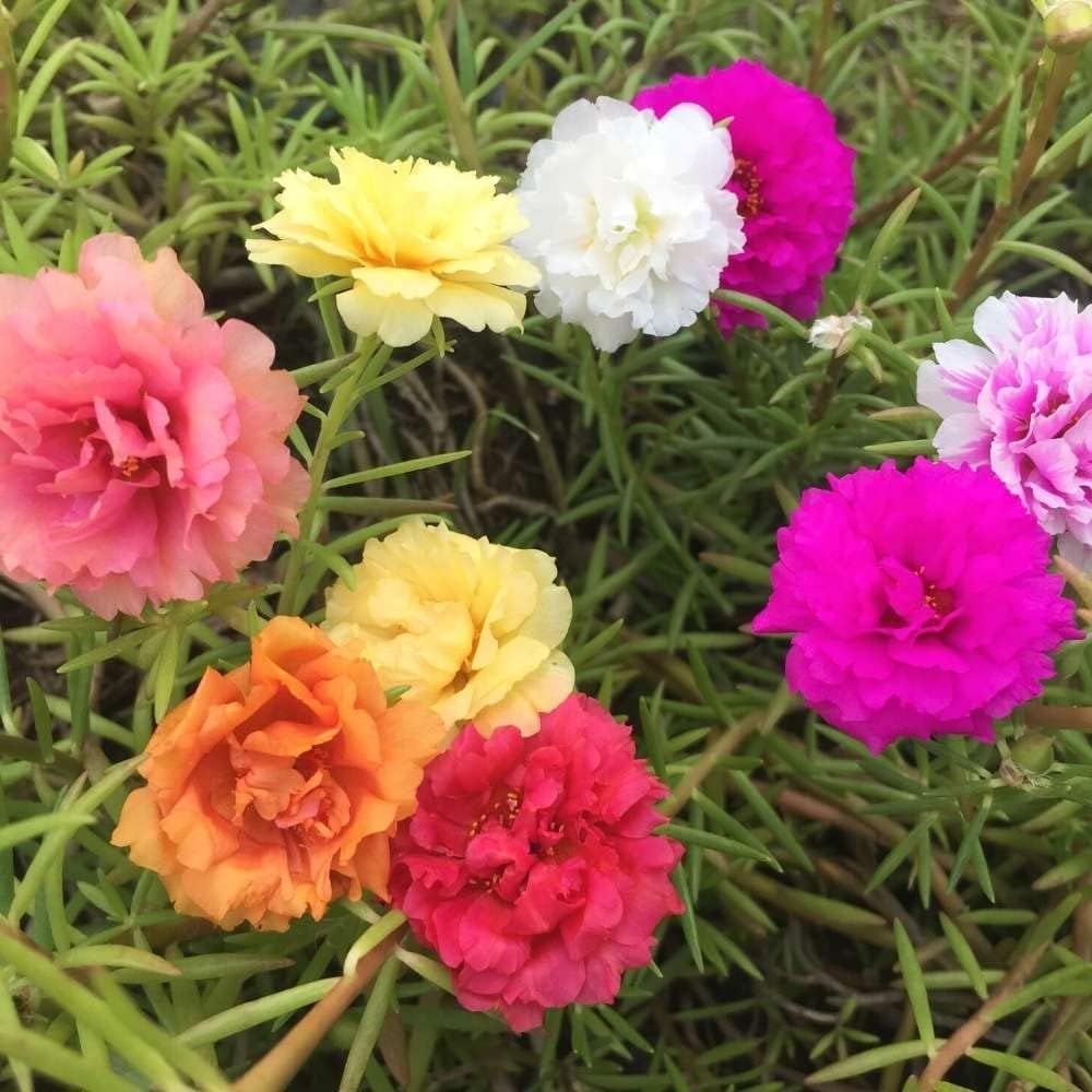 Portulaca Flowers - Multicolour Combo Pack -2 Portulaca Flowers - Multicolour Combo Pack -2