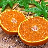 不知火 個人農家産 約2