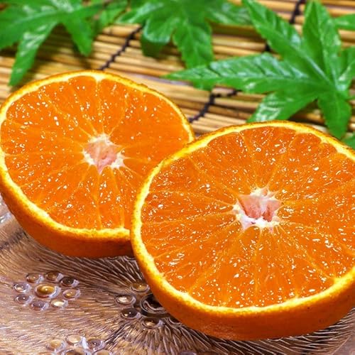 �s�m�� �l�_�ƎY ��2.5kg 6?12�� ����ʂ� �F�{���Y �{��ň�Ă��ō��̊Î_���ς��I�f�R�|���Ɠ���̐l�C�i�� ��؃\�����G�E�t���[�c�}�C�X�^�[�ꉟ��