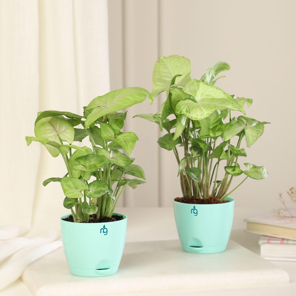 Nurturing Green® White Syngonium & Pink Vein Syngonium Plants Combo in Green Self-Watering Plastic Pot | Stylish Greenery for Fresh Indoor Air | Indoor Plants for Living Room (B0D9HLQC9R) Amazon Price History, Amazon Price Tracker