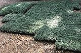 Dwarf Mondo Grass Qty 90 Live Plants Shade Loving Evergreen Ground Cover
