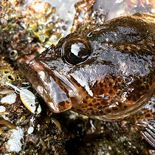 アブガルシア(Abu Garcia) ソルティーステージ マイクロジグフラット (SALTYSTAGE Micro Jig Flat) 2G グリーンゴールド SSMJF2-GRG 5枚目