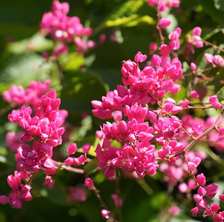 5+Pink Coral Vine Seed for Planting Outdoor-Antigonon Leptopus Seeds  Ornamental Vine for Your Garden Home : Patio, Lawn & Garden - Amazon.com