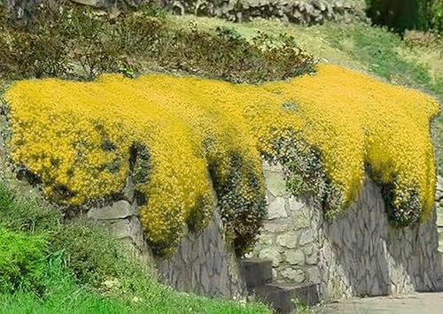 Miniatura 5 de Más de 2000 semillas de tomillo rastrero amarillas para plantar Thymus Serpyllum  Plantas de cobertura del suelo de reliquia fáciles de plantar y