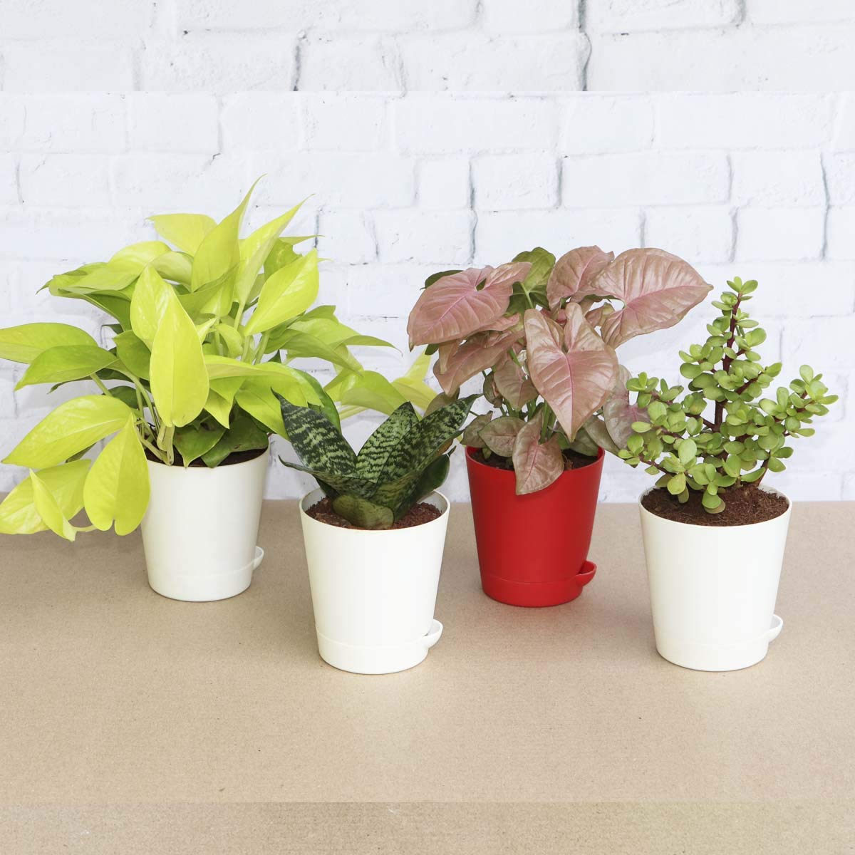 Ugaoo Indoor Plants for Home with Pot- Money Plant Golden, Jade Mini, Sanseveria Green, Syngonium Pink