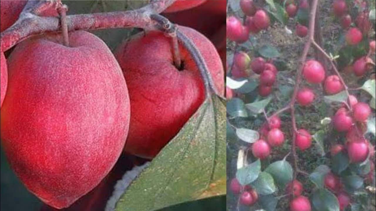 Cloud Farm Red Kashmiri Sinduri Apple ber plant Hybrid and Grafted Live Plant[CF69] (B0B9SFP397) Amazon Price History, Amazon Price Tracker