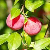 Amazon.com : Au Rosa Plum Tree, Beautiful, Sweet Plum with