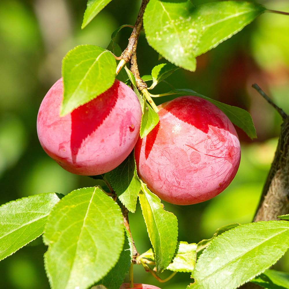 Au Rosa Plum Tree
