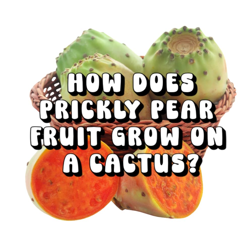 How Does Prickly Pear Fruit Grow on a Cactus?