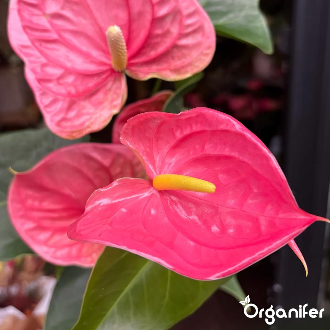 Anthurium Engrais liquide – Engrais liquide organique pour fleurs abondantes & racines solides – Favorise les tiges & vitalité – Organifer (1L)