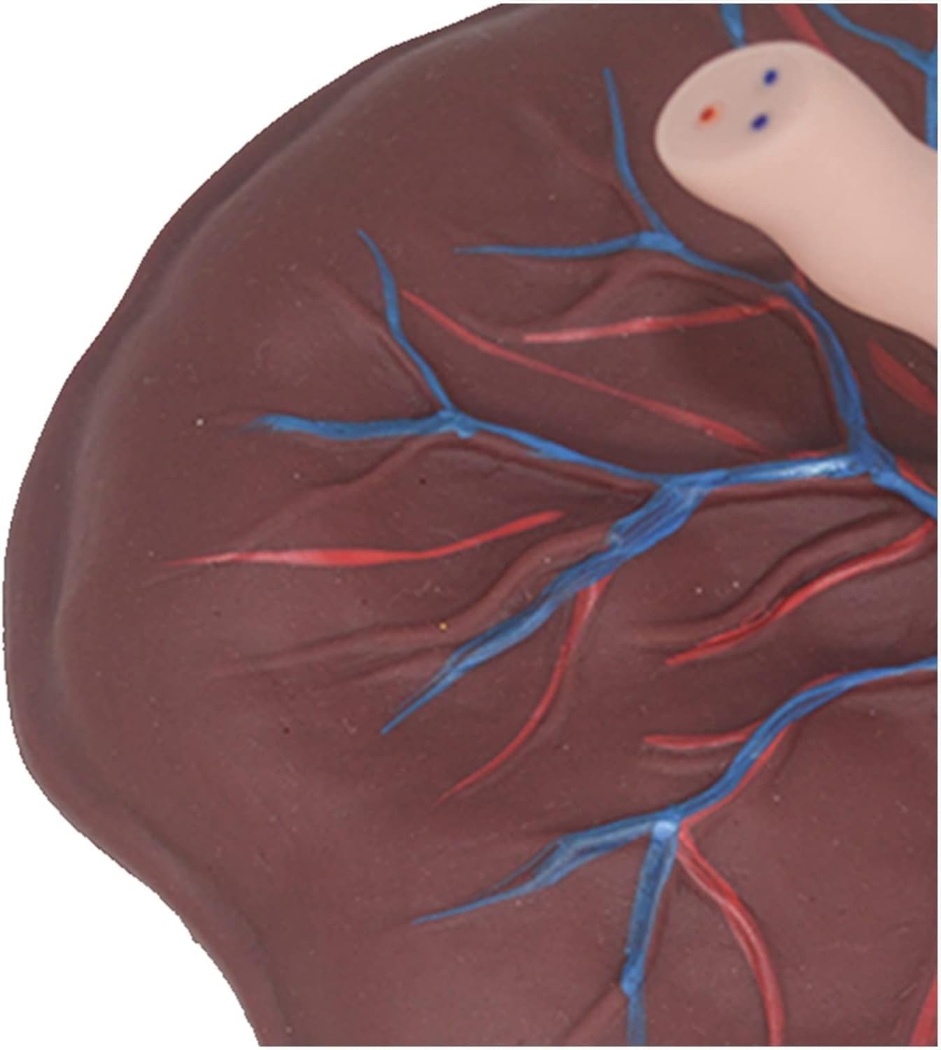 Anatomiczny model pępowiny łożyska do celów edukacyjnych w ginekologii, z dokładnym pokazem żył i tętnic do opieki nad noworodkami