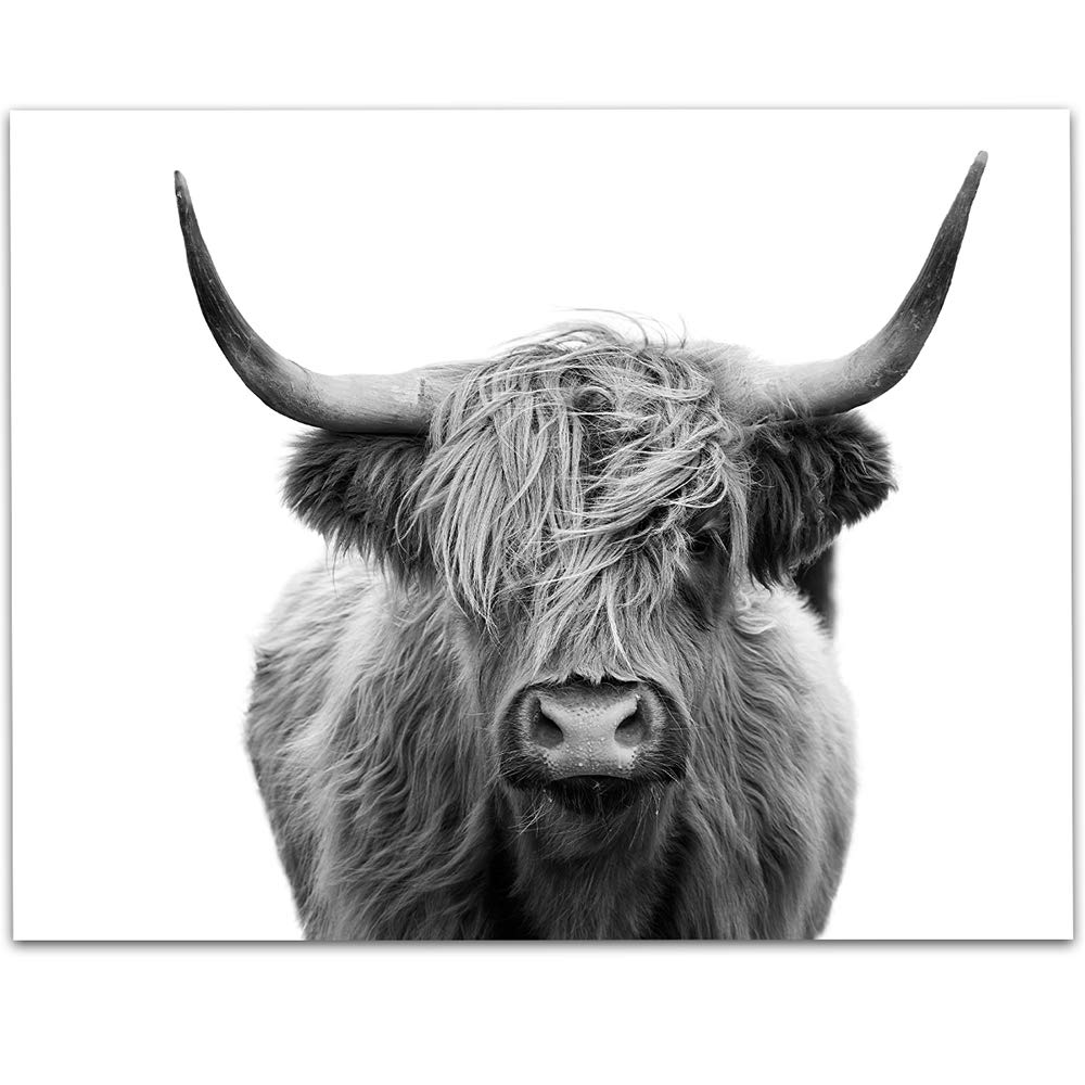 Lone Star ArtLSA Brand Highlands Cow Black and White - 11x14 Unframed Print - Makes a Great Farm Decor Under 15