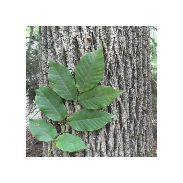 Buy American White Ash Tree Seeds (Fraxinus Americana) 25+Seeds Online