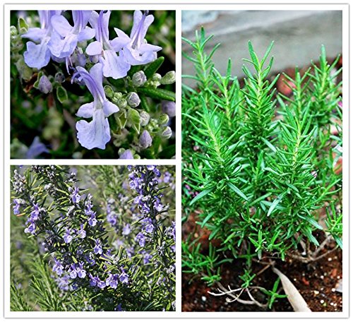 Creative Farmer Herb Seeds For Planting - Rosemary Seeds Rosmarinus Officinalis Spice Herb Kitchen Garden Pack (B0753M8GBN) Amazon Price History, Amazon Price Tracker