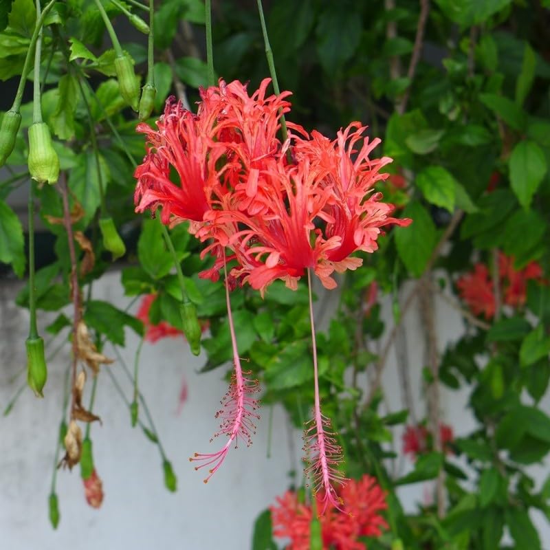 LIVE Jhumko Jaba/Spider Hibiscus/Hibiscus fimbriatus Flower Plant Good Plant 1 Live Healthy plant (B0CPPNL6D7) Amazon Price History, Amazon Price Tracker