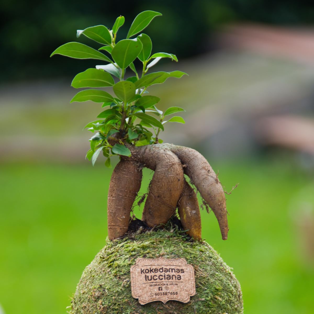 Kokedamas Lucciana Ficus Ginseng Pequeño - Kokedama Interior | Bola de Musgo Vivo | Planta Natural | Planta Interior o Planta Exterior | Decoración Hogar | Fácil Cuidado y Mantenimiento