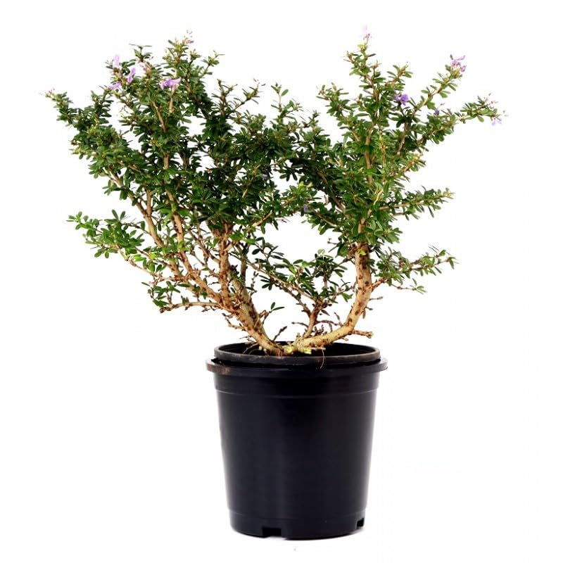Mphmi Seedless Plant Flower Plants Braya Plant - Desmodium Unifoliatum (B0CVVPTFF1) Amazon Price History, Amazon Price Tracker