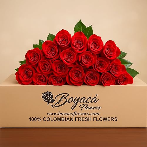 Boyacá flowers, Rosa roja de 100 tallo, fresca de granja, tallo largo de 19.7 in, venta al por mayor directa de la granja, flores frescas cortadas.