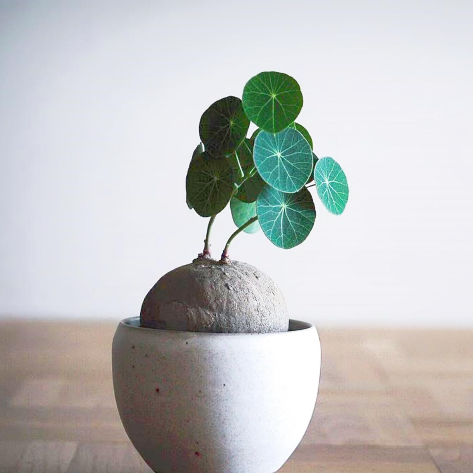 Stephania Plant Bulbs - Professional Planting for Stunning Garden Displays,Stephania erecta Bulbs bulk-1bulbs-E