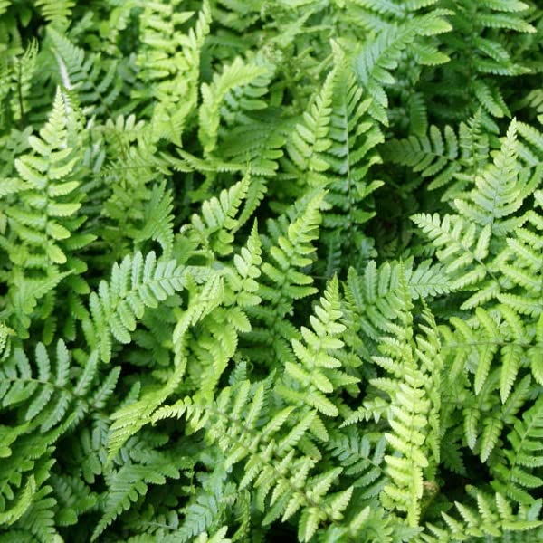 6x Goldschuppenfarn - Dryopteris affinis - Topf 9x9cm - Beliebter Gartenfarn