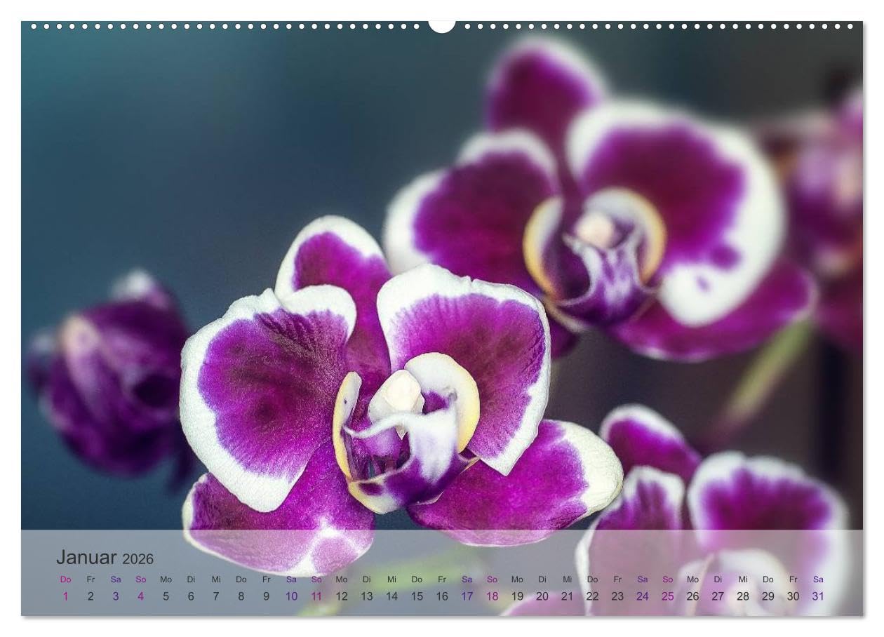 Phalaenopsis - die zauberhafte Welt der Orchideen (hochwertiger Premium Wandkalender 2026 DIN A2 quer), Kunstdruck in Hochglanz: Eine kleine ... meiner Orchideen-Familie. (CALVENDO Orte)