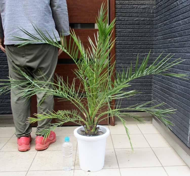 Amazon.co.jp: カナリーヤシ カナリヤシ 椰子の木 ヤシの木 8号 AK番